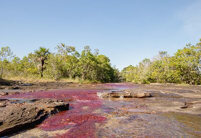 Rote Pflanzen schimmern im Wasser des Caño Cristales im Macarena Nationalpark