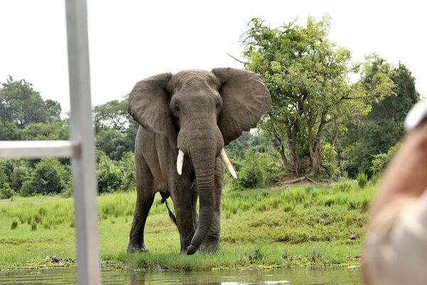 Elefantenbeobachtung im Queen Elizabeth NP und im Murchison Falls NP