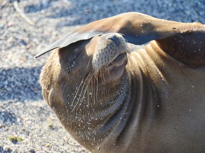 Das Galapagos Inselarchipel ist Lebensraum der endemischen Pelzrobbe und der Galapagos Seehunde
