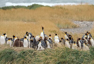 Eine Mischung aus ausgewachsenen Königspinguinen und Jungtieren leben dauerhaft in Patagonien