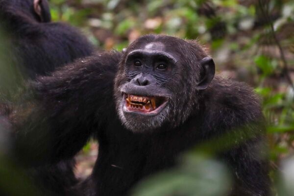 Die Beobachtung von Schimpansen im Queen Elizabeth Nationalpark zählt zu den Highlights auf einer Ugandareise.
