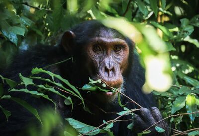 Beim geführten Schimpansen-Tracking im Murchison Falls Nationalpark