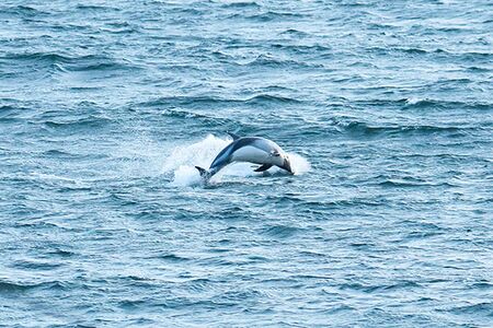 In den Gewässern Patagoniens kann man die ganze Saison über verschiedene Wal- und Delfinarten beobachten