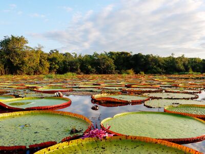 Die Blüten der Seerosen in Guyana öffnen sich in der Nacht