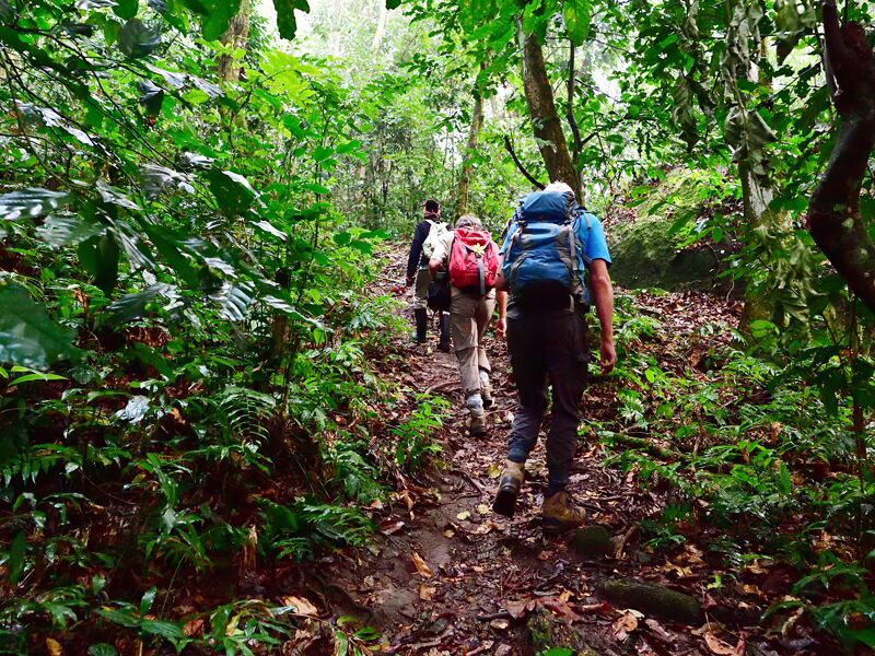 Mit Rangern wandern wir zu den freilebenden Schimpansen im Budongo Waldgebiet