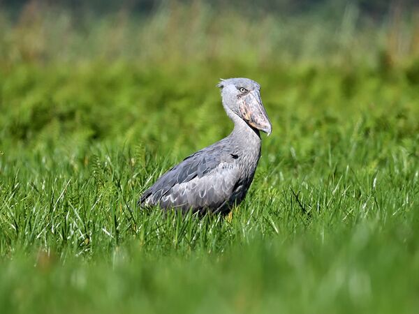 Der Schuhschnabel ist vor allem in den Sumpfgebieten des Queen Elizabeth Nationalpark heimisch