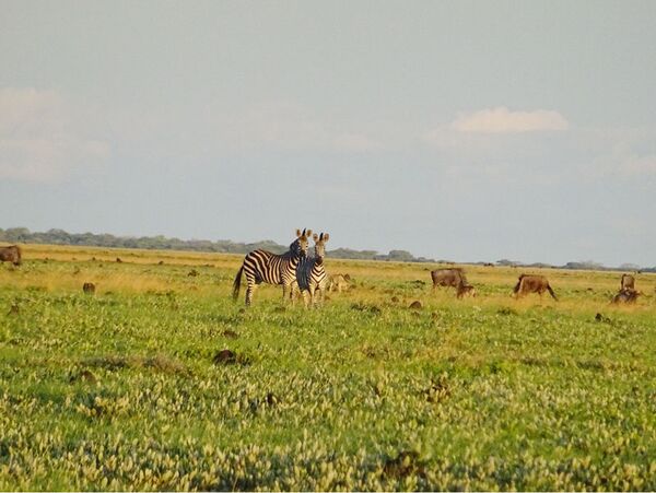 Beobachtung der Gnus und Zebras beim Grasen während ihrer Migration im Liuwa Plains Nationalpark in Sambia