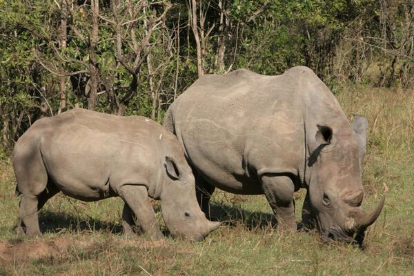 Beim Nashorn Tracking in Uganda kann man Ziwa Rhino Nashörner beobachten