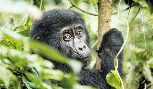 Auf der Fly-in-Safari durch Uganda unternehmen wir einen Besuch bei den Gorillas