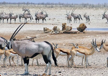 Die Kalahari