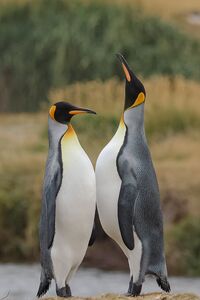 Zwei Königspinguine stehen sich gegenüber, einer reckt den Kopf nach oben und man erkennt wunderbar die orangene Zeichnung am Hals un Kopf