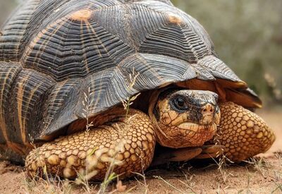In Madagaskar rettet die Organisation TSA tausende Srahlenschildkröten.