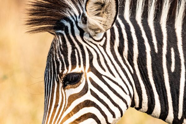 Großaufnahme eines Zebras in den Liuwa Plains in Sambia