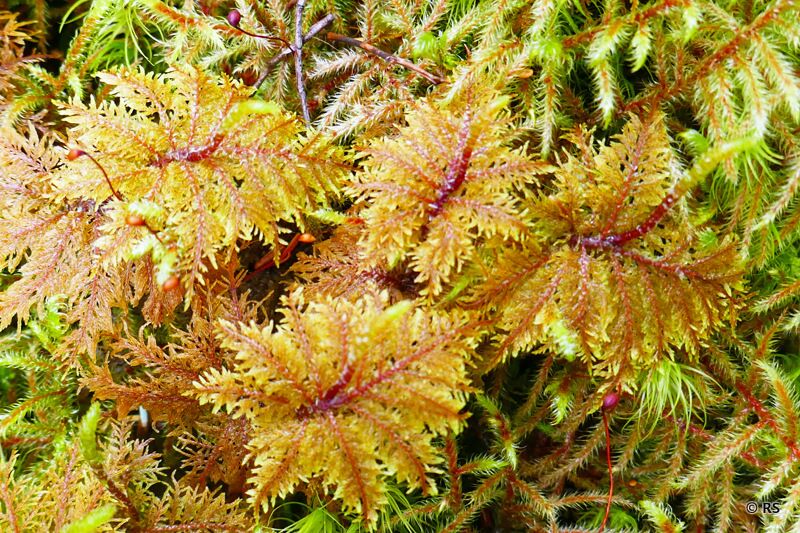 Die alaskanische Natur hat einiges an interessanten Pflanzen und Moosen zu bieten.