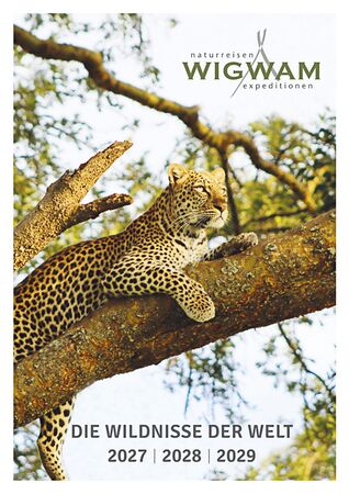 Ein Leopard auf einem Baum ist unser Titelbild für den Reisekatalog von Wigwam Tours