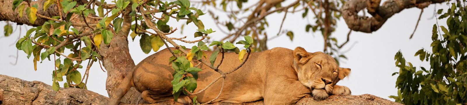 Ein Highlight einer jeden Uganda-Reise ist die Beobachtung von Baumlöwen