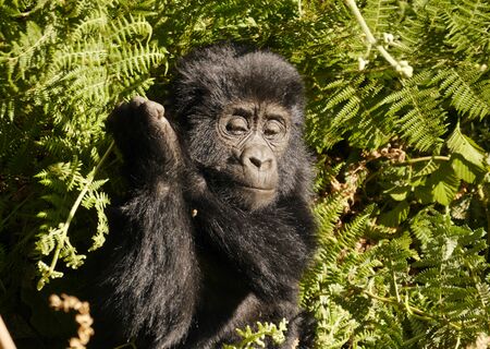 Beim Gorillatracking in der Kleingruppe entdecken wir zahlreiche Berggorilla-Familien