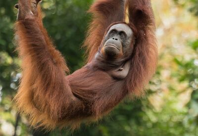 Naturreise zu den bedrohten Orang Utans in Borneo