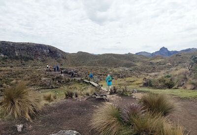 Die Wanderwege im Cajas Nationalpark sind an matschigen Stellen mit Holzstegen präpariert.