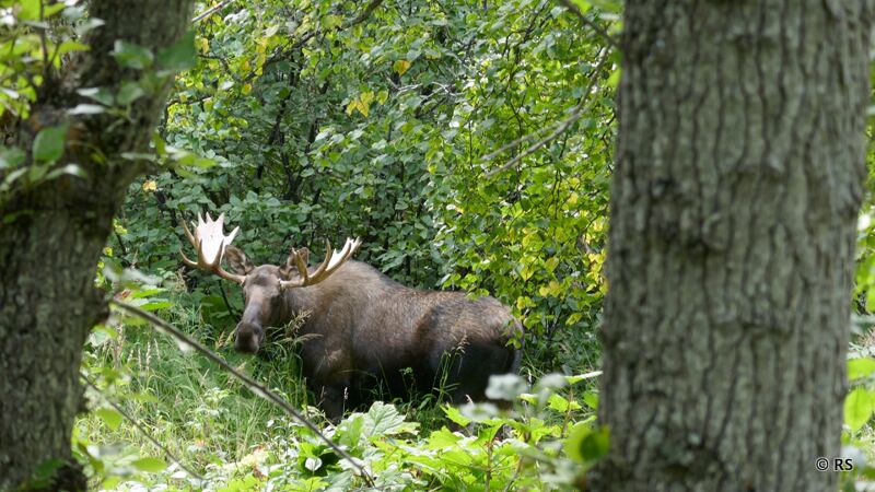 Wir hatten Glück und bekamen einen Elch vor die Kamera im Denali Nationalpark.