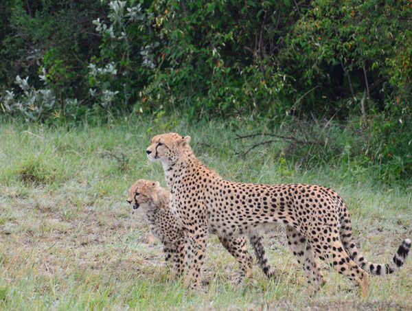 Die AGA setzt sich für den Schutz der Geparden in Kenia ein