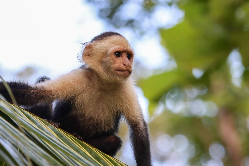In den Nationalparks von Costa Rica kann man Kapuzineräffchen beobachten