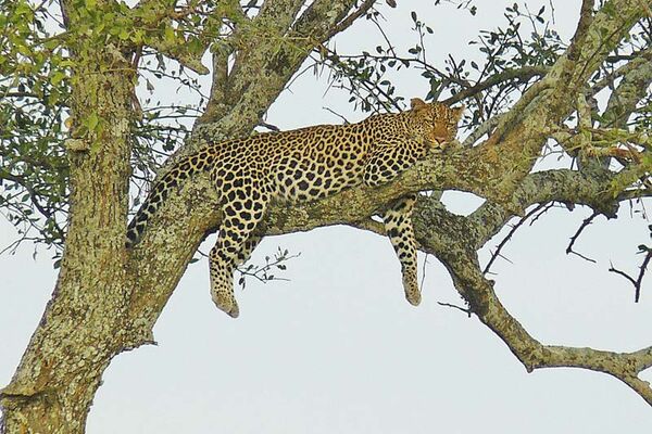 Leopard erholt sich von der nächtlichen Jagd