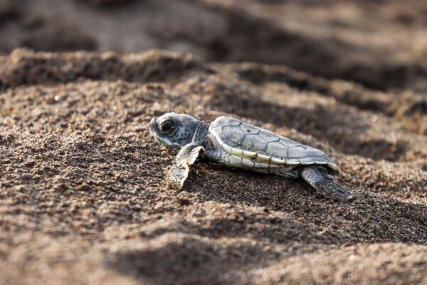 Die Schildkrötenbeobachtung ist ein Highlight an bestimmten Stränden in Guanacaste