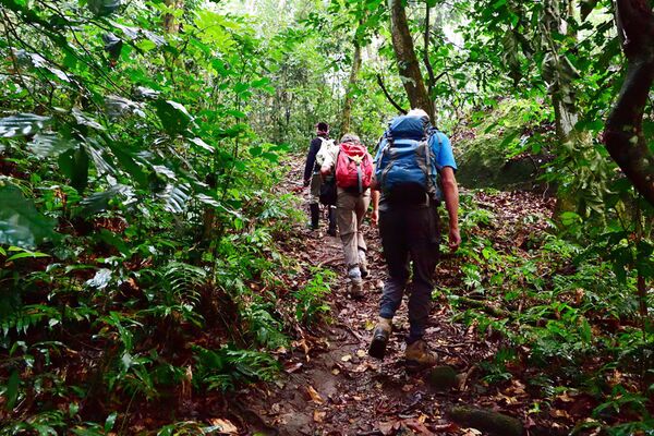 Mit Rangern wandern wir zu den freilebenden Schimpansen im Budongo Waldgebiet
