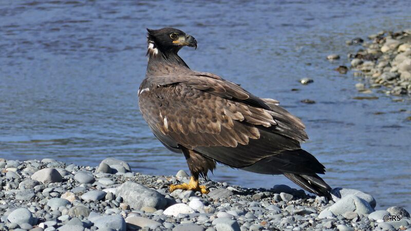 Ein weiteres Vogel-Highlight unserer Alaska Rundreise war ein Adler am Seeufer des Kenai River.