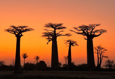 Wunderschöner Anblick der Baobab Allee bei Sonnenuntergang in Madagaskar.