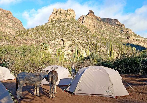Campen in der Wildnis der Baja California