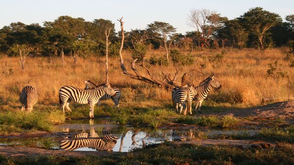 Camp in der Savanne Zimbabwes im Hwange Nationalpark mit Tierbeobachtungsmöglichkeiten