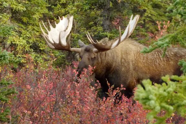Bei der Alaska Trekkingreise begegnen wir Elchen in der Wildnis