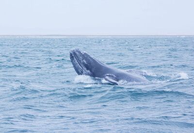 Ein Highlight der Reisen im Frühjahr, die Beobachtung der Grauwale im Meer vor der Küste Mexikos