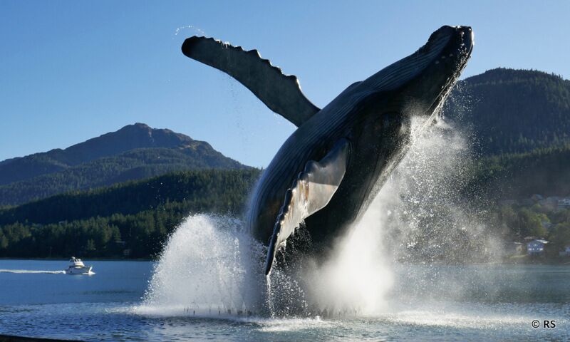 Das Waldenkmal im Meer bei Juneau in Alaska sieht lebensecht aus.