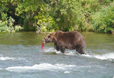 Bären beim Lachsfang beobachten im Katmai Nationalpark