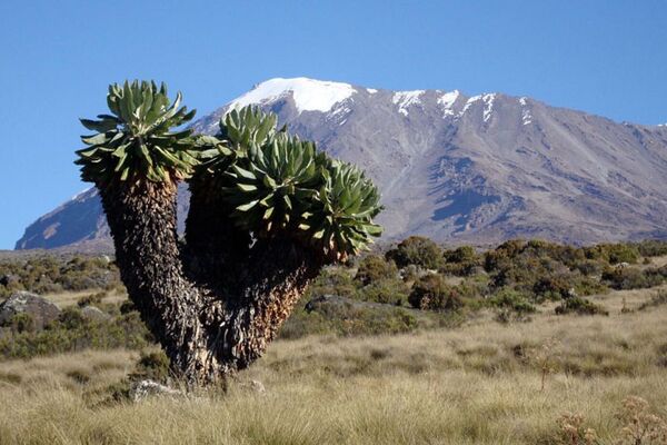 Geführtes Kilimanjaro Trekking in Tanzania