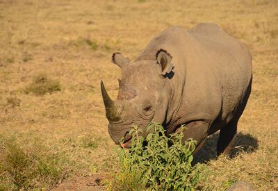 Der Artenschutz in Kenia wird von der Aktionsgemeinschaft Artenschutz e.V. unterstützt.
