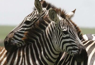 Der beste Ort um Zebras in Zambia zu beobachten ist der South Luangwa Nationalpark