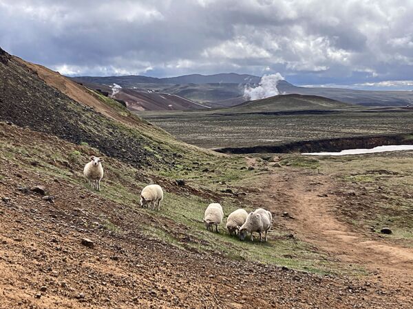 Inmitten der Wildnis Islands stehen grasende Schafe vor einem rauchenden Vulkan