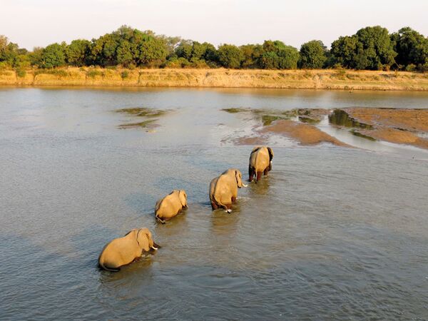 Auf der Zimbabwe-Safari begegnen wir im Mana Pools NP vielen Elefanten, Zebras und Büffeln