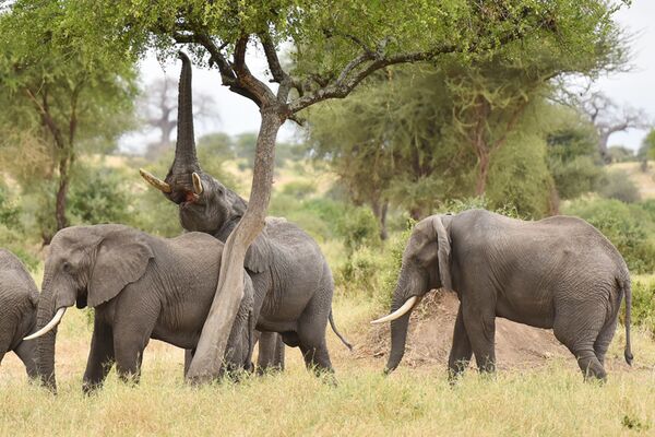 Der Tarangire Nationalpark ist bekannt für seine hohe Elefantenpopulation