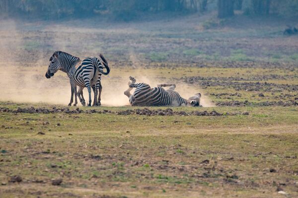 Tierbeobachtungen in den Liuwa Plains in Sambia