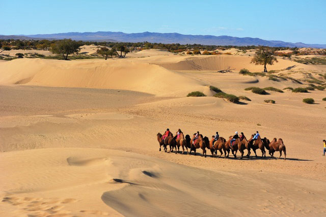 Wir entdecken eine Kamelherde mitsamt Ihren Reitern zwischen den Sanddünen der Wüste in der Mongolei.